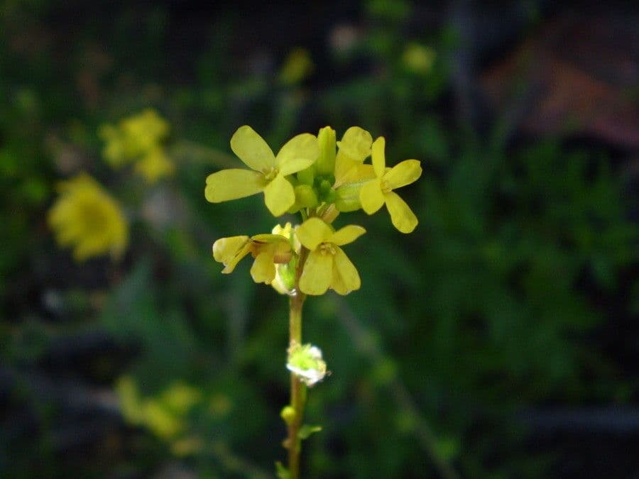 Succowia balearica 7