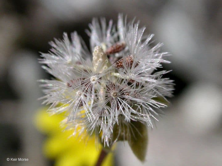 Crocidium multicaule