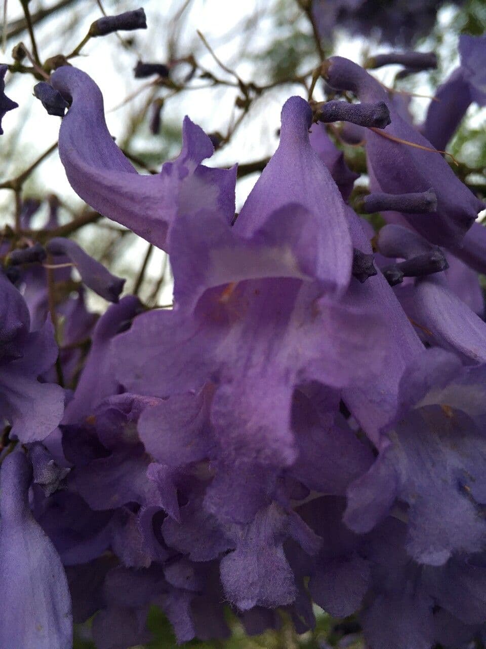 Jacaranda 7
