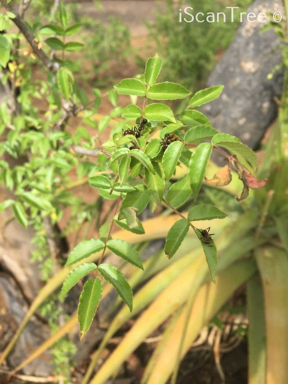 Seringa bianca 10