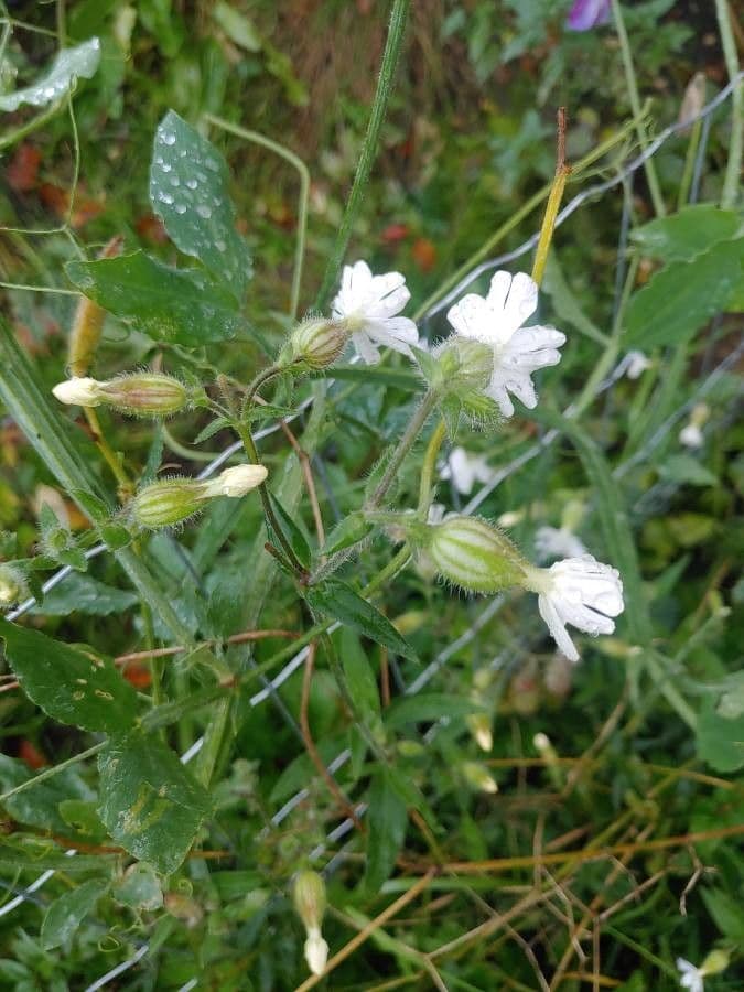 Silene dicotoma 8