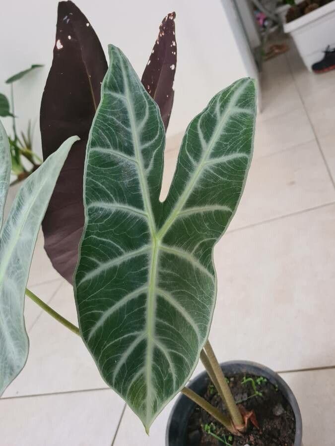 Alocasia 13