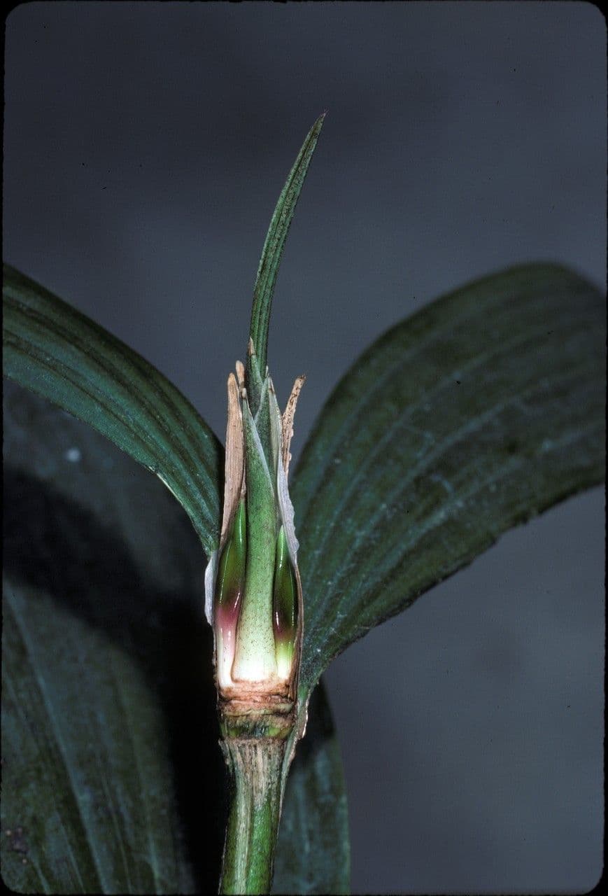 Sobralia 3
