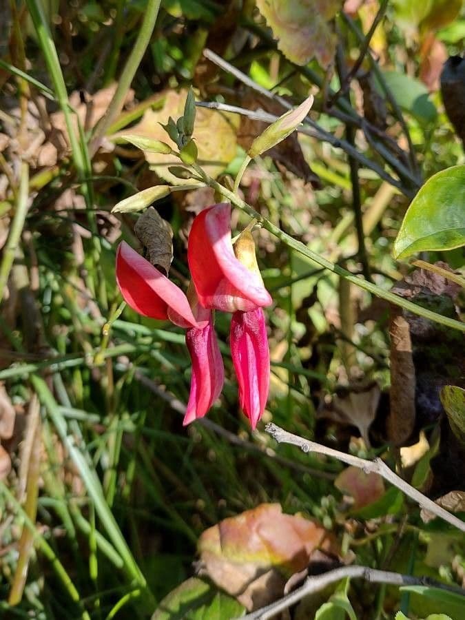 Kennedia rubicunda 2