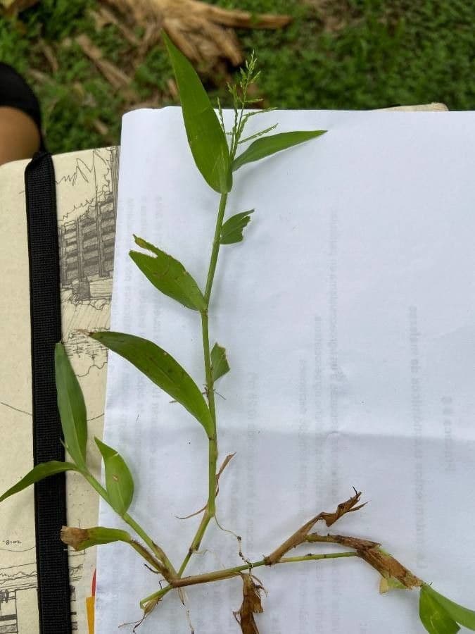 Ocellochloa stolonifera 5