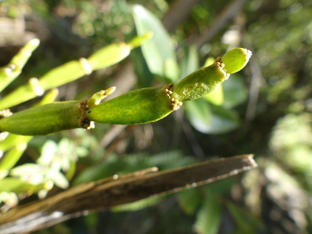 Korthalsella 5