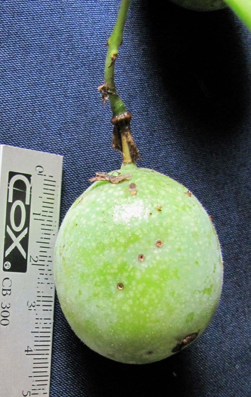 Passiflora 3