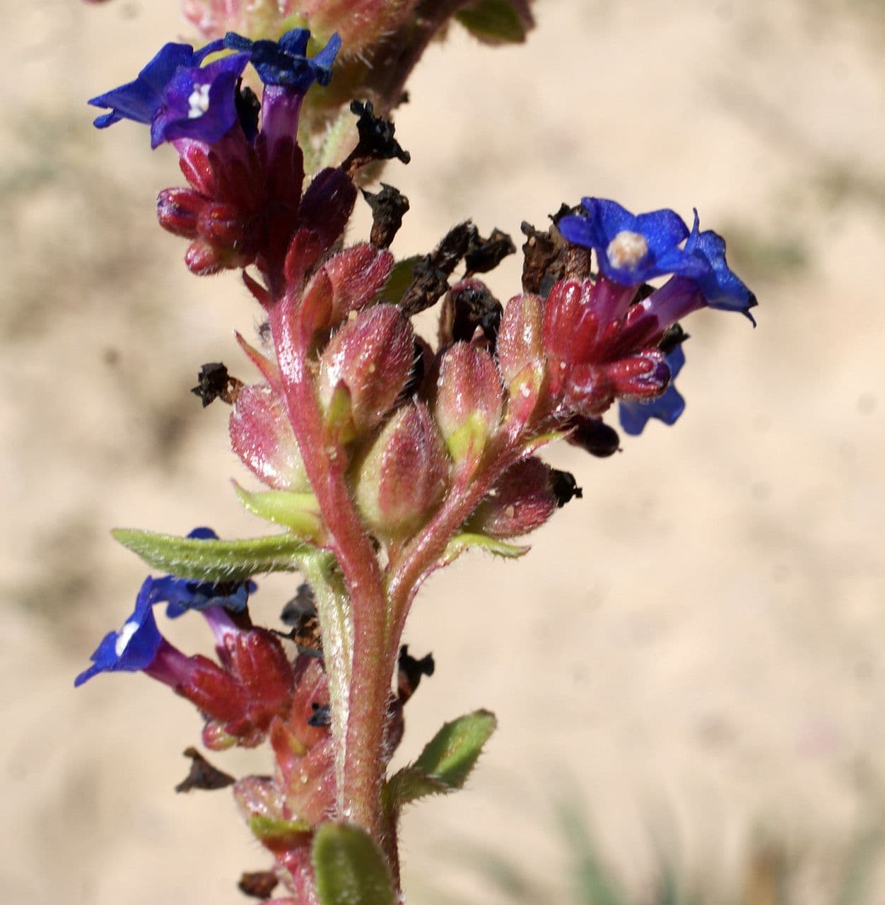 Anchusa 4