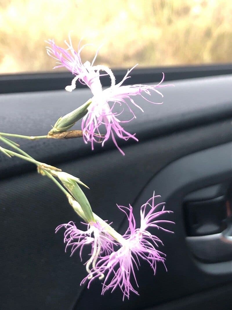 Garofano 2