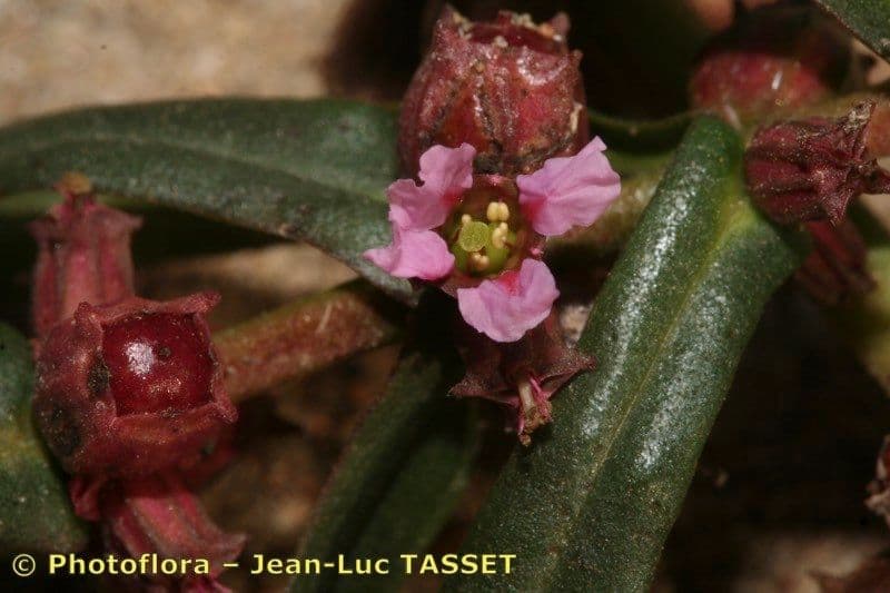 Ammania robusta 2