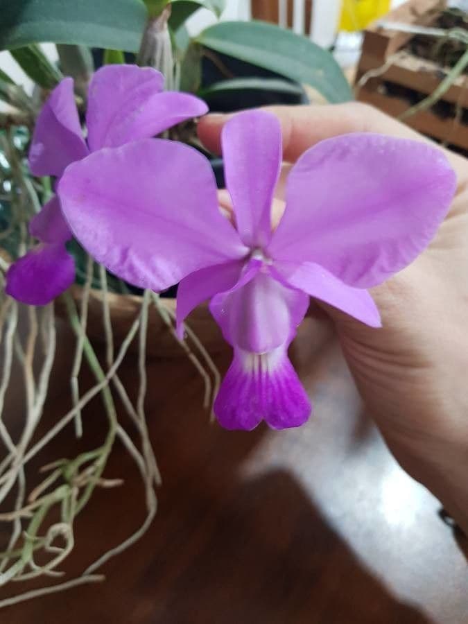 Cattleya di Walker 5
