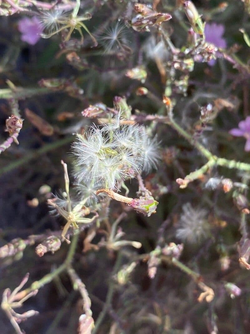 Lattuga palmata
