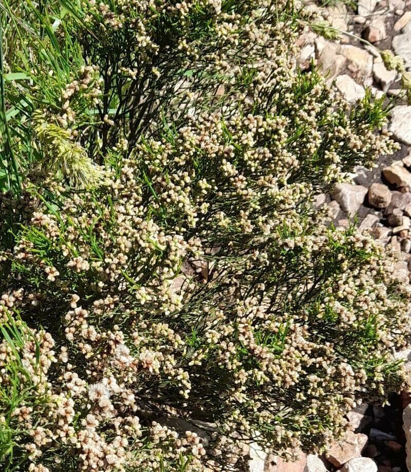 Baccharis 6