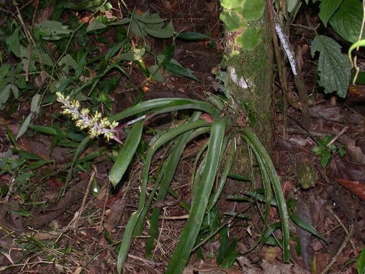 Aechmea 13