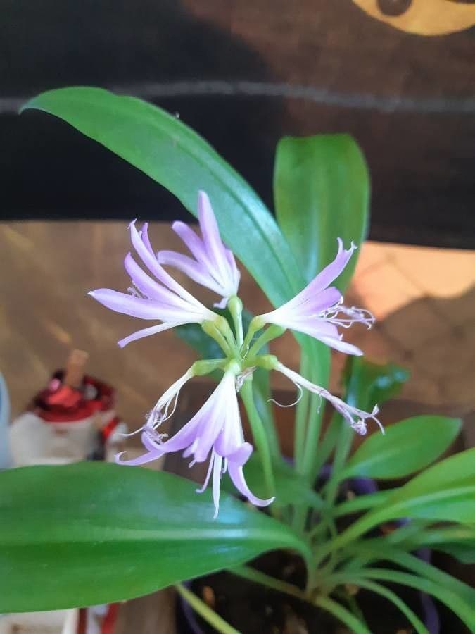 Griffinia 3