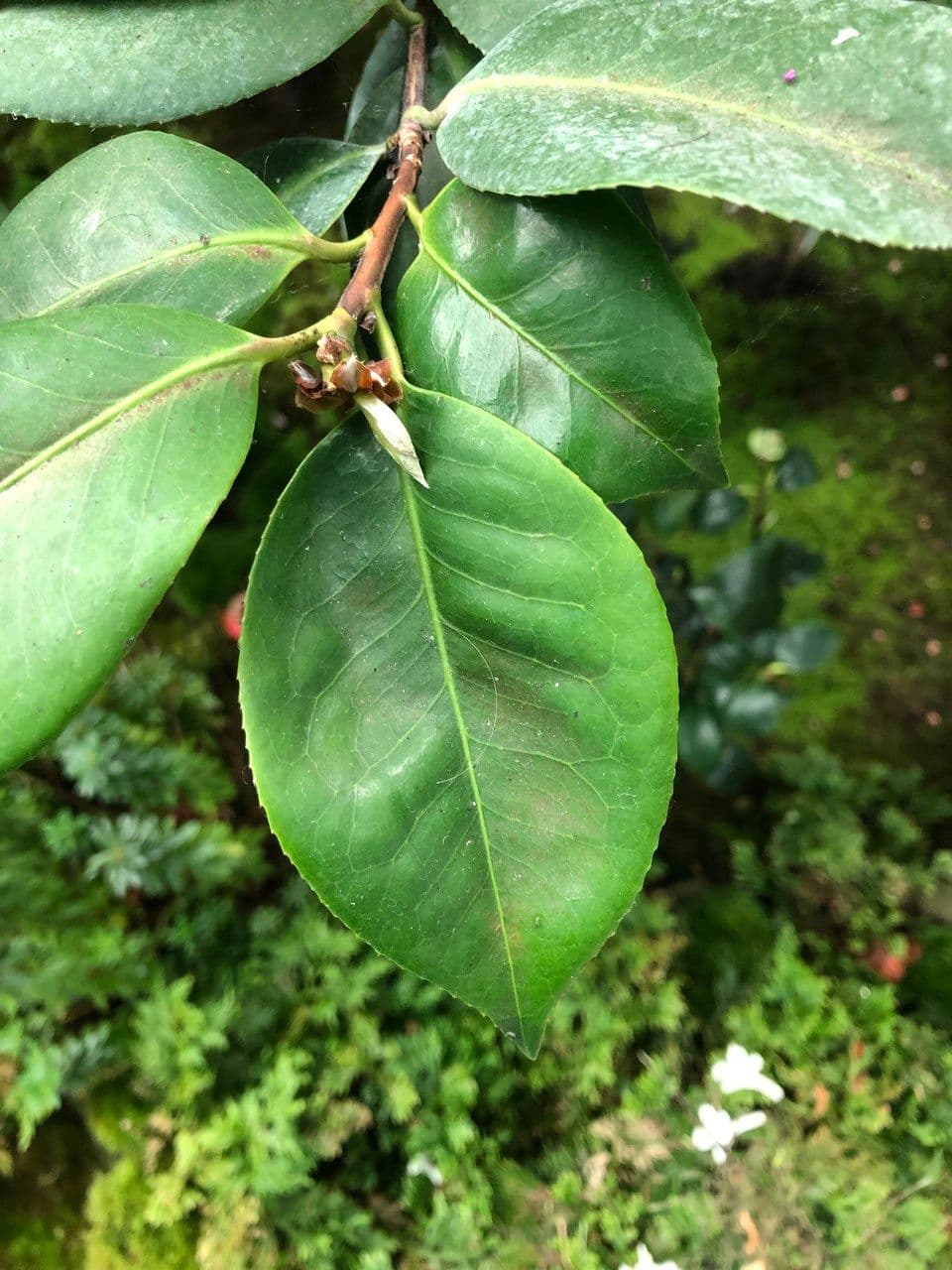Camelia oleifera 11