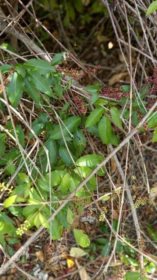 Trichostigma 7