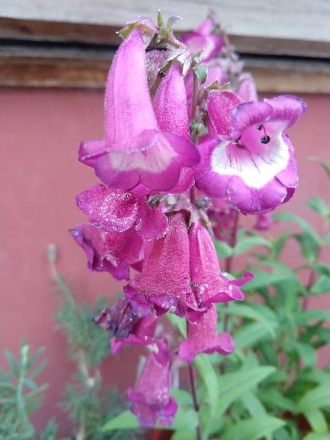 Penstemon di Hartweg 3