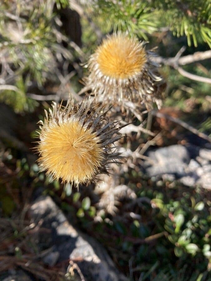 Carlina comune 8
