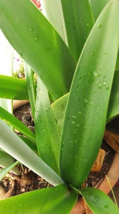 Amaryllis regina 15
