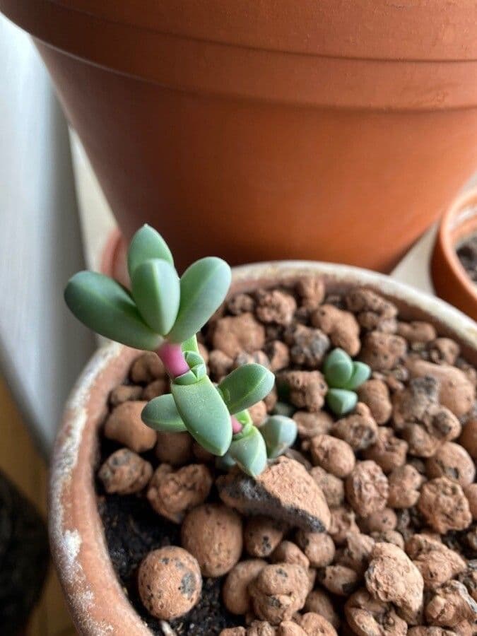 Corpuscularia 14