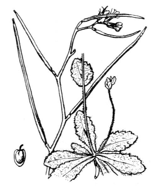 Arabide primaverile 23