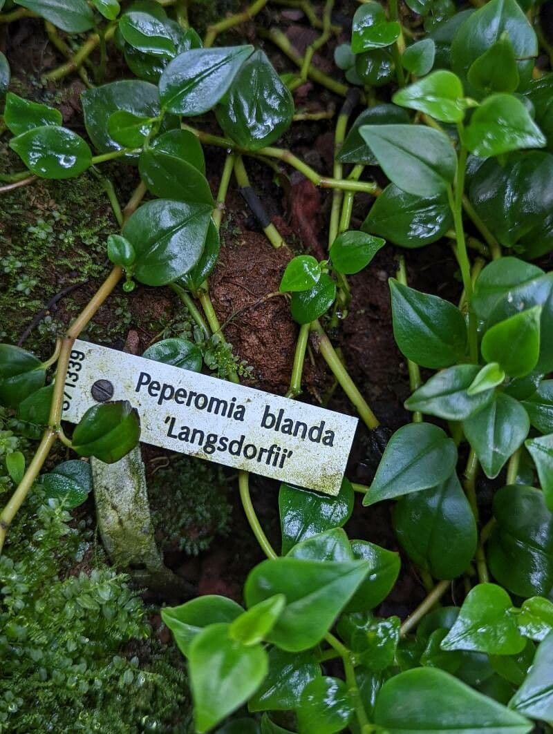 Peperomia blanda 11