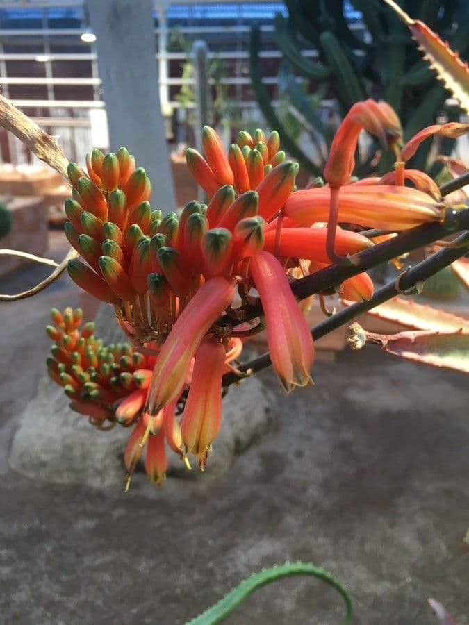 Aloe