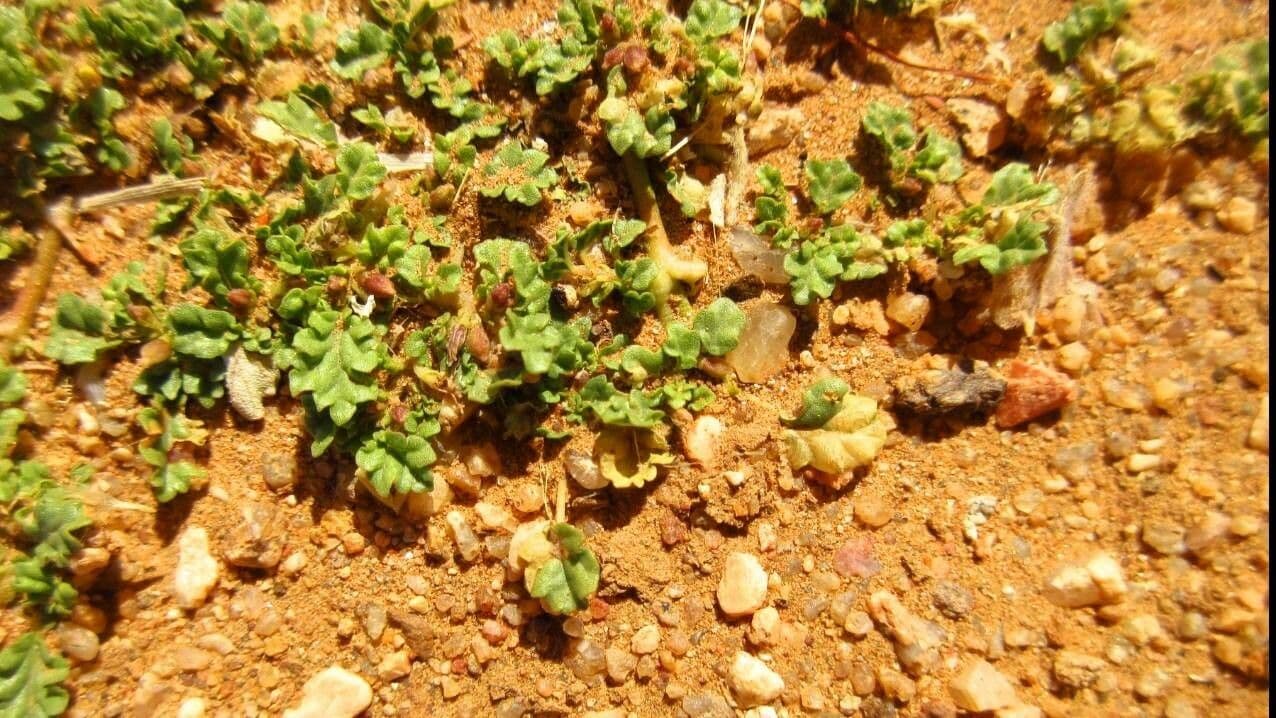 Corchorus 14