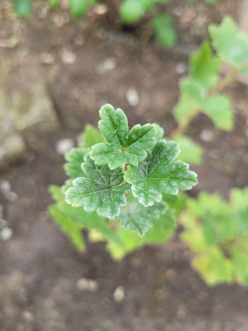 Ribes divaricato 12