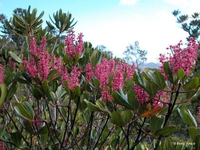 Cunonia vieillardii 7