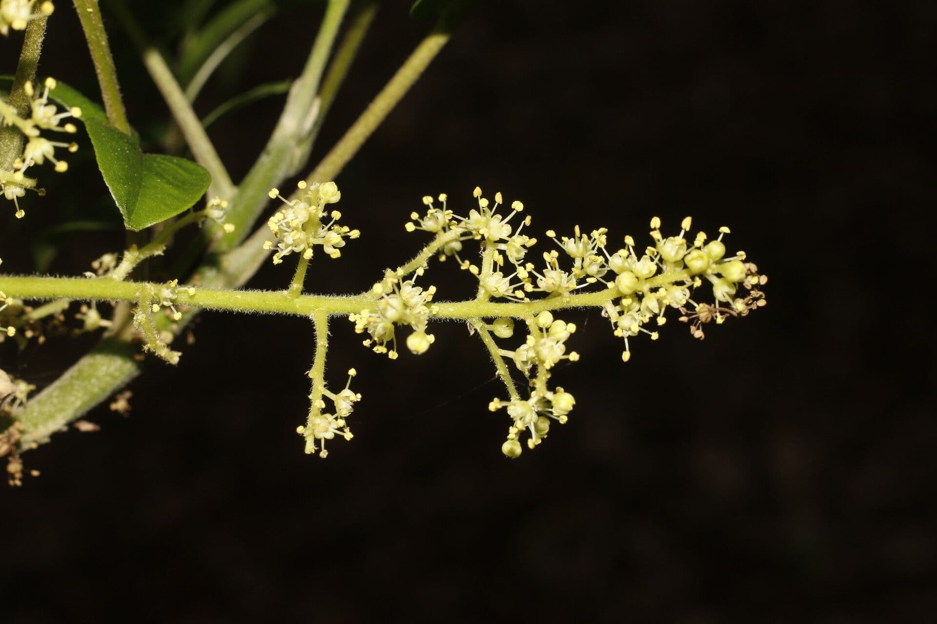Zanthoxylum 11