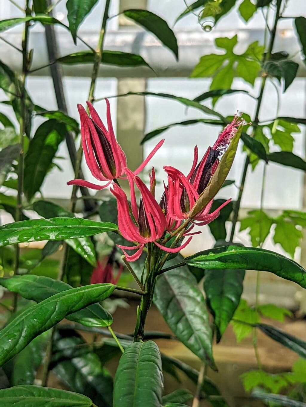 Pavonia 2