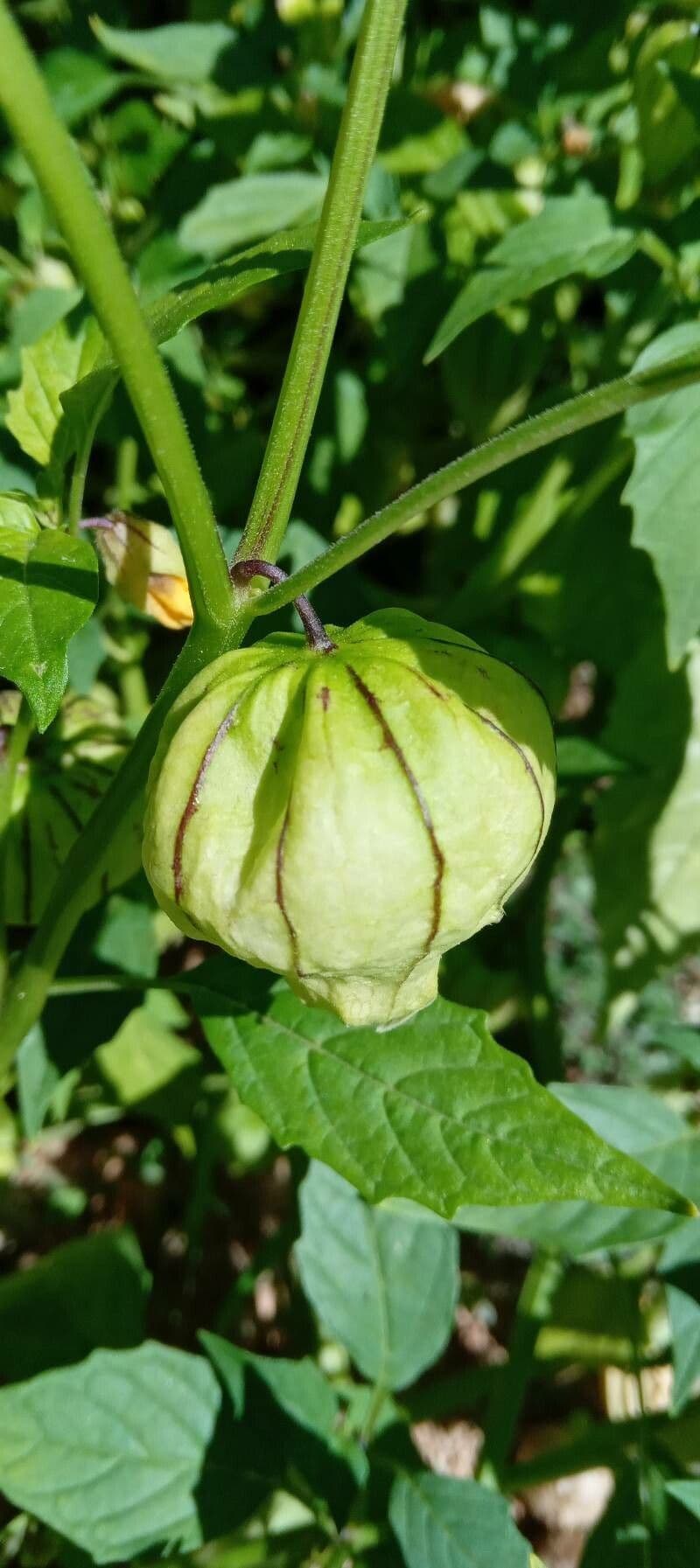 Tomatillo 4