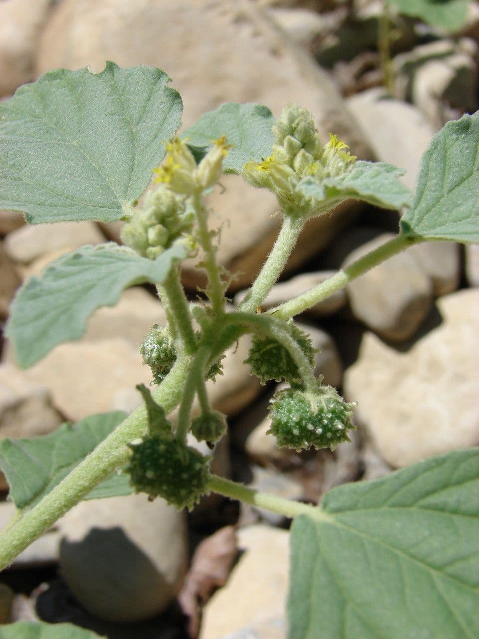 Chrozofora 10
