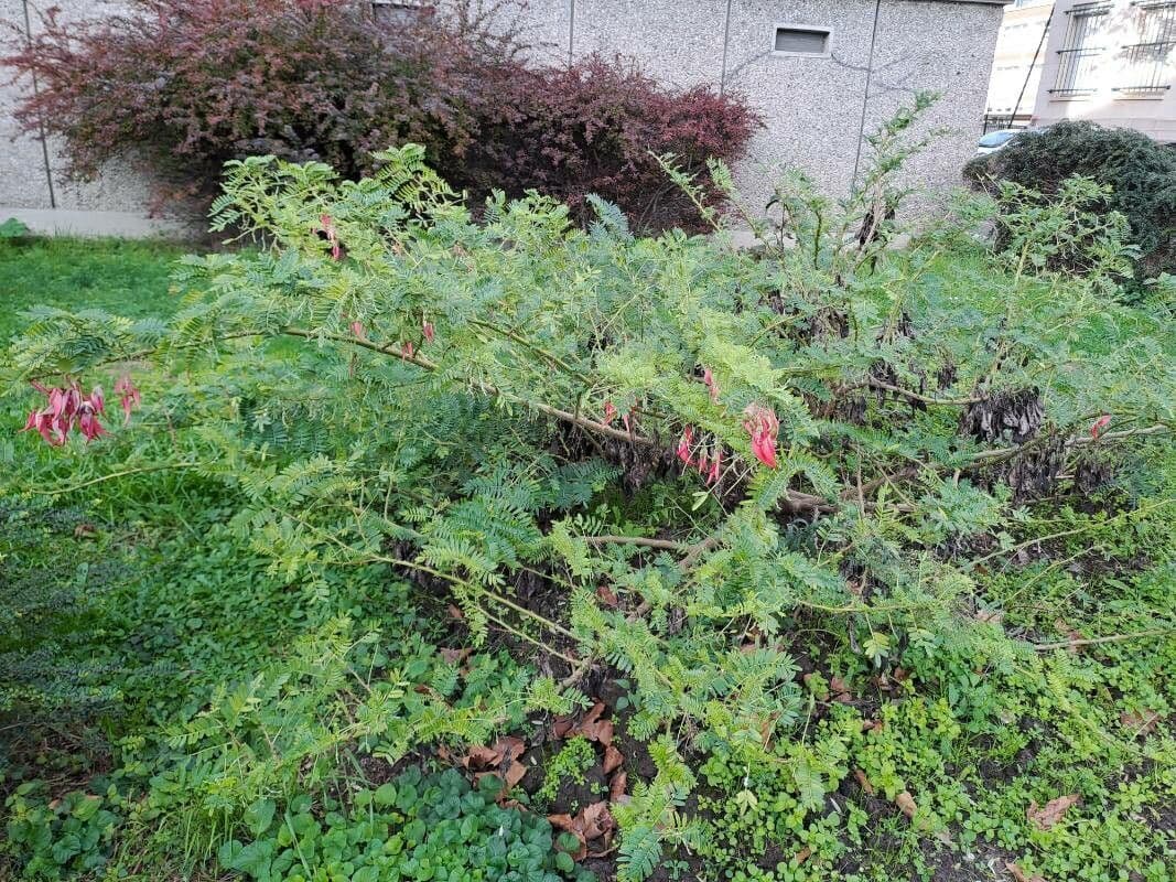 Clianthus 6