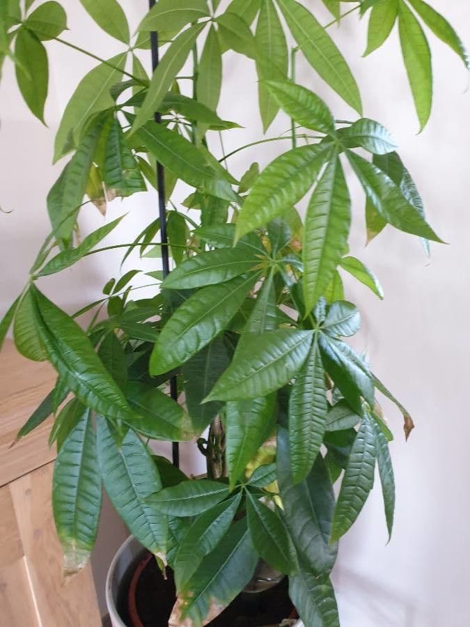 Pachira glabra 9