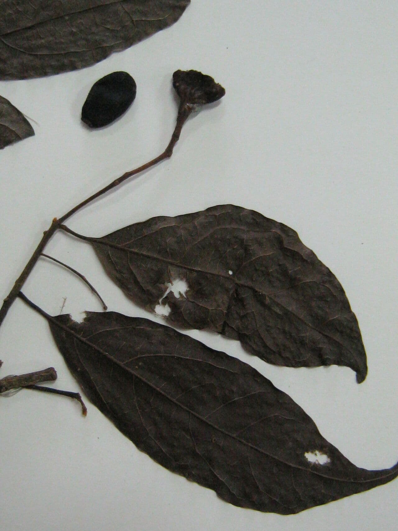 Rhodostemonodaphne 11