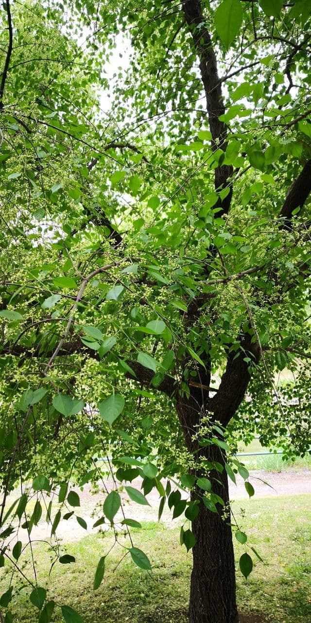 Euonymus maackii 10