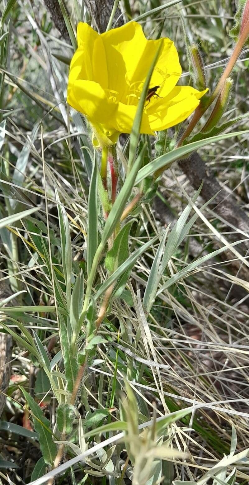 Onagre à fleurs longues 7