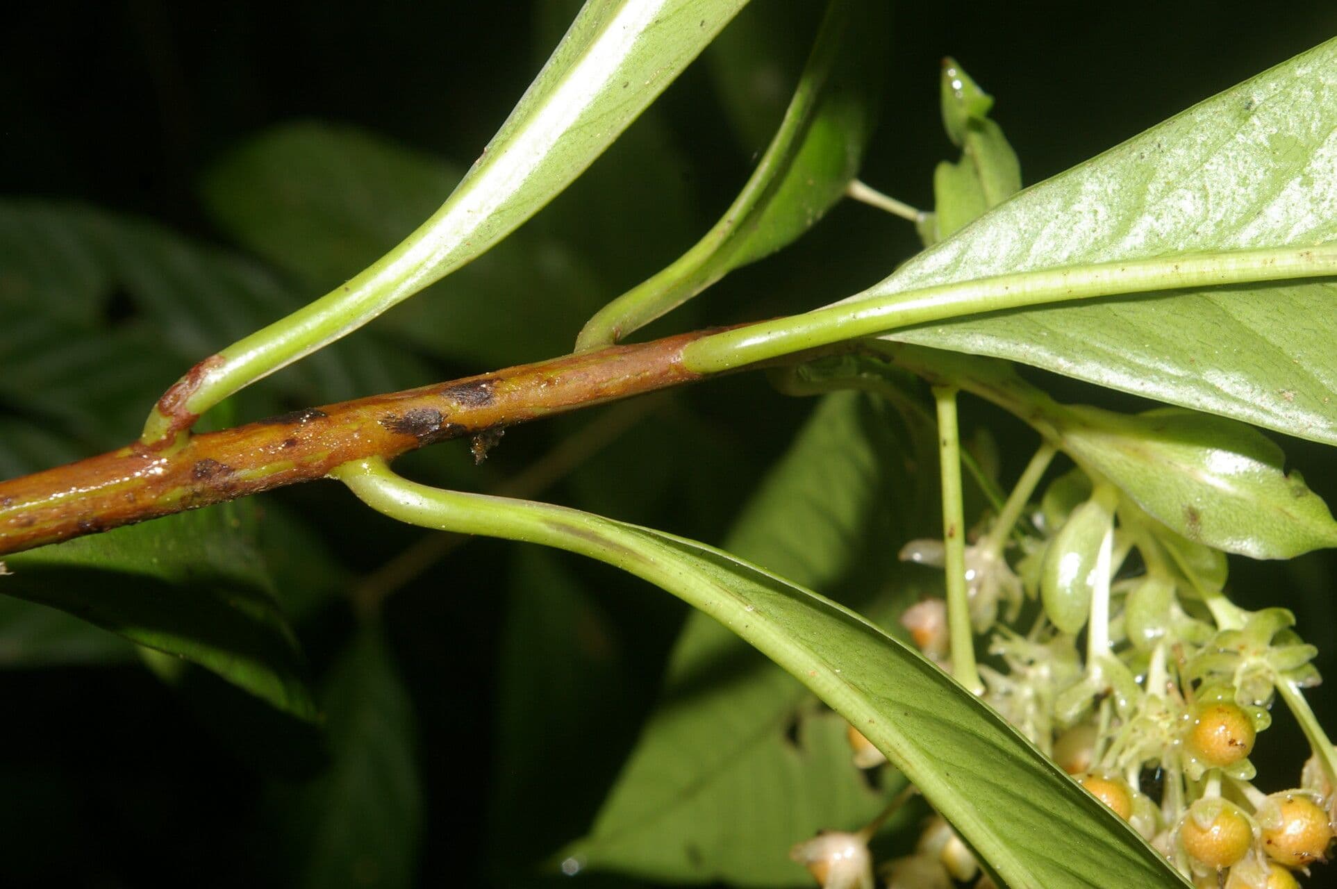 Ardisia 2