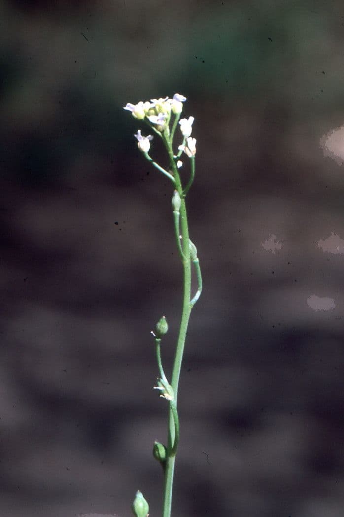 Calepina irregular 2