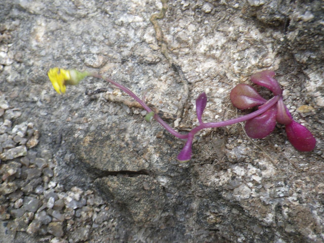 Senecio transitorio 7