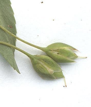Sauvagesia 24
