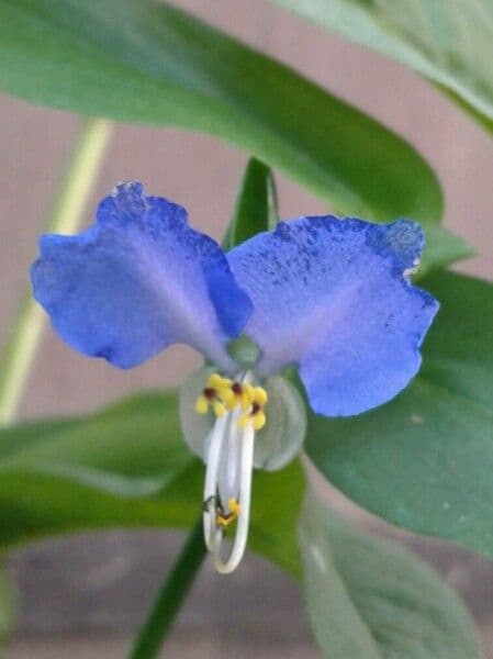 Flor de día 8