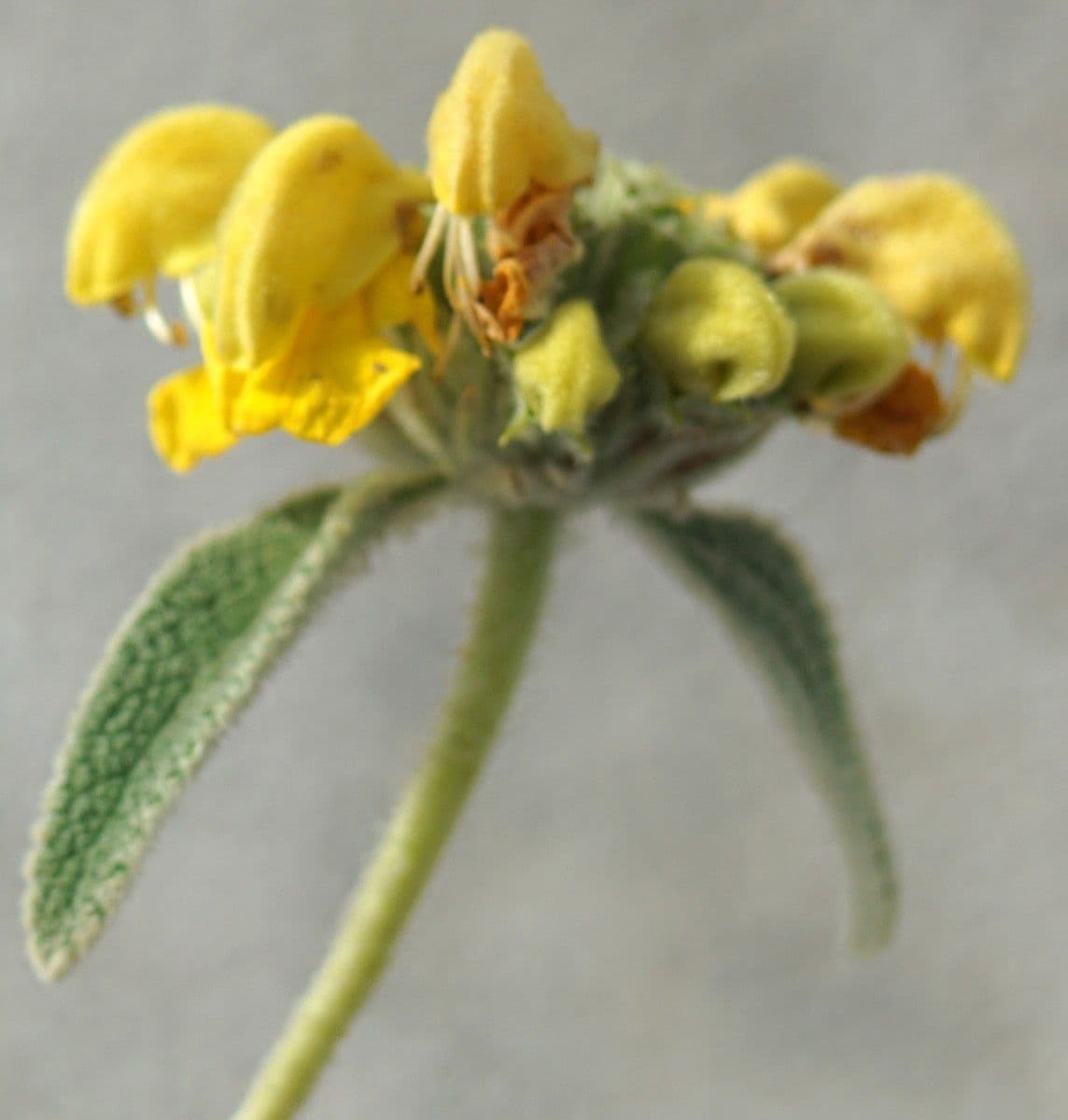 Phlomis 2