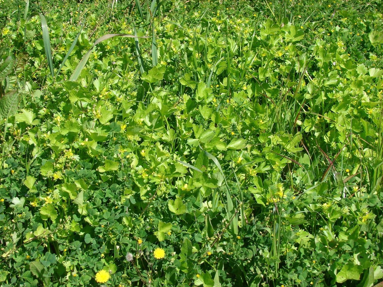 Ranunculus parviflorus 15