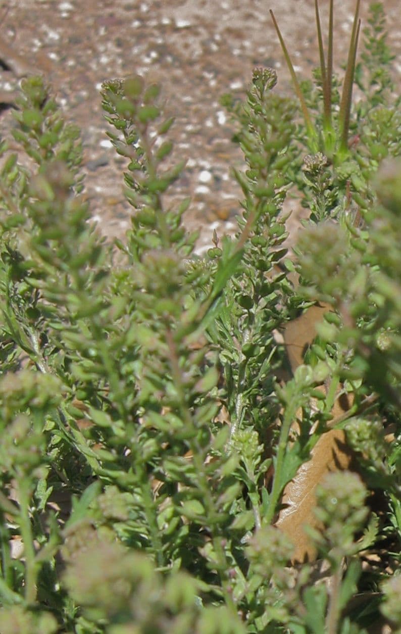 Lepidium oblongum 4