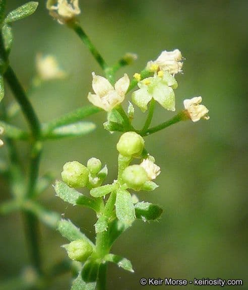 Schmalblättriges Labkraut 5