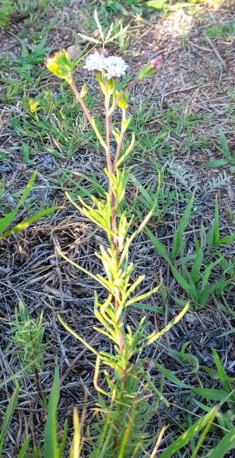 Stevia 2